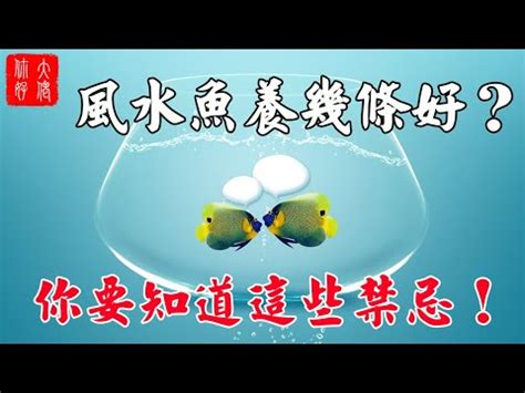 魚的數量 風水|【養魚數量 風水】養魚數量與風水：揭秘最佳養魚數量，助你招。